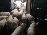 नर सूअर, सूअर — फ़ोटो 2