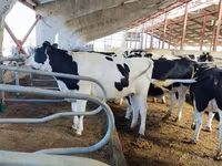 Kuh, Holstein-Rasse — Foto 4