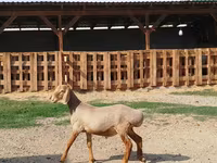 मेढ़ा, Edilbay sheep — फ़ोटो 3