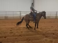 Stute, Quarter Horse — Foto 6