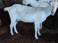 عنزة, Saanen goat — الصورة 2