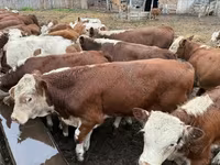 母牛, Cattle — 照片 6