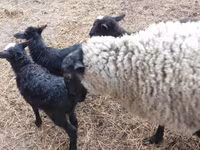 كبش, Precoce sheep — الصورة 6