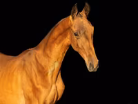 حصان, Akhal-Teke — الصورة 1