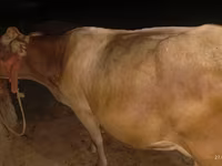 بقرة, Ukrainian Brown Dairy Cattle — الصورة 3