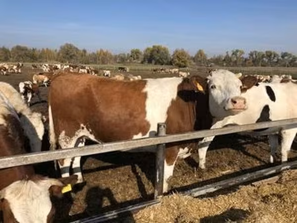 Holstein breed