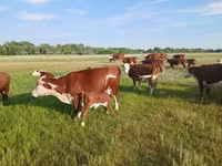 بقرة, Latvian Blue cattle — الصورة 4