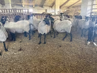 Sheep, Romanov sheep — photo 2