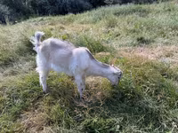 बकरी, LaMancha goats — फ़ोटो 5