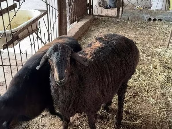 मेढ़ा, भेड़