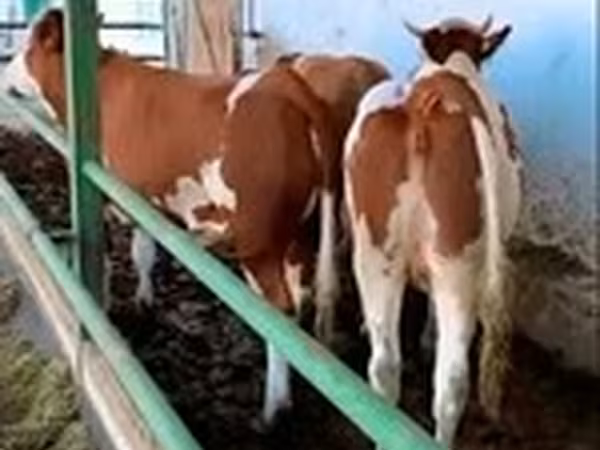 Simmental cattle