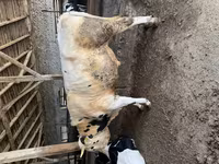 सांड, गोलस्टीन नस्ल — फ़ोटो 3