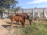 فرس, Thoroughbred horse — الصورة 2