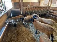 भेड़, Baerchuke sheep — फ़ोटो 3