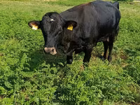 Toro, Vaca roja sin cuernos — foto 1