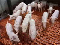 मादा सूअर, सूअर — फ़ोटो 2