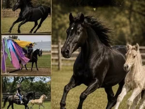 Yegua, Rocky Mountain Horse