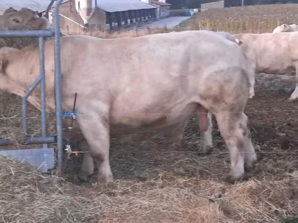 Toro, Charolais cattle