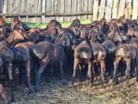 Carnero, Hissar sheep — foto 3