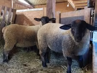 भेड़, Baerchuke sheep — फ़ोटो 2