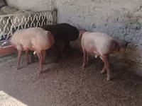 मेढ़ा, Arashan sheep — फ़ोटो 4