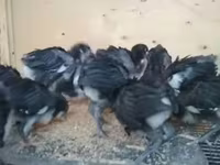موسكو بلاك — الصورة 2