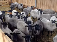 Carnero, Romanov sheep — foto 5