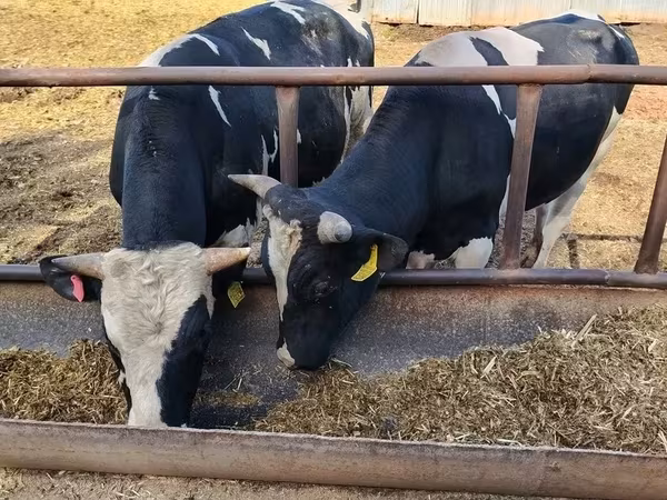 सांड, गोलस्टीन नस्ल