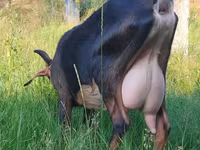Cabra, Nubian Goat — foto 1