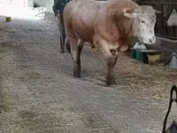 ثور, Blonde d’Aquitane cattle — الصورة 1