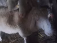 मेढ़ा, Assaf sheep — फ़ोटो 2