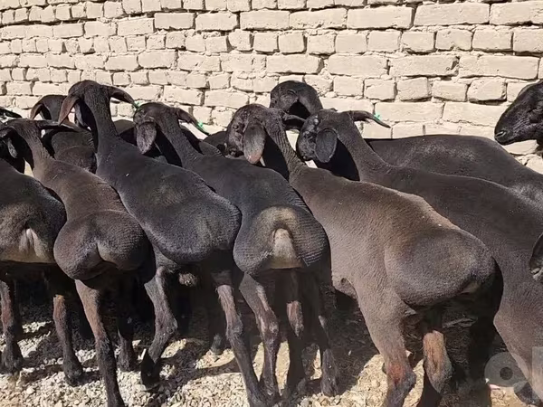 Horse (M), Horses
