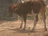 सांड, मैं-आंजू — फ़ोटो 1