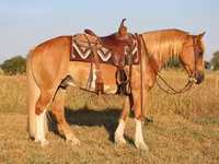 حصان, Gypsy horse — الصورة 5
