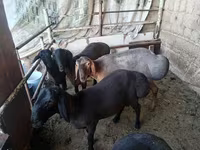 मेढ़ा, Rhon sheep — फ़ोटो 1