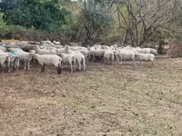 भेड़, Baerchuke sheep — फ़ोटो 3