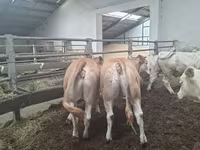 Kuh, Blonde d’Aquitane cattle — Foto 1