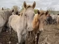 Yegua, Caballos — foto 7