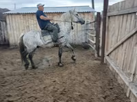 घोड़ी, Horse breed — फ़ोटो 6