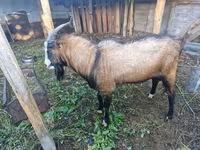 बकरा, LaMancha goats — फ़ोटो 3
