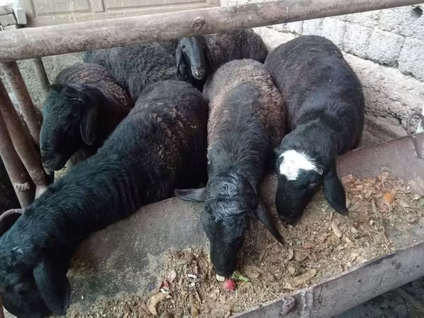 मेढ़ा, Rhon sheep