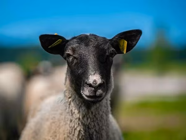 Carnero, Romanov sheep