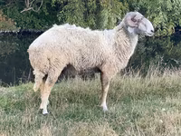 Widder, Karakul sheep — Foto 2