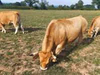 गाय, Aubrac cattle — फ़ोटो 5