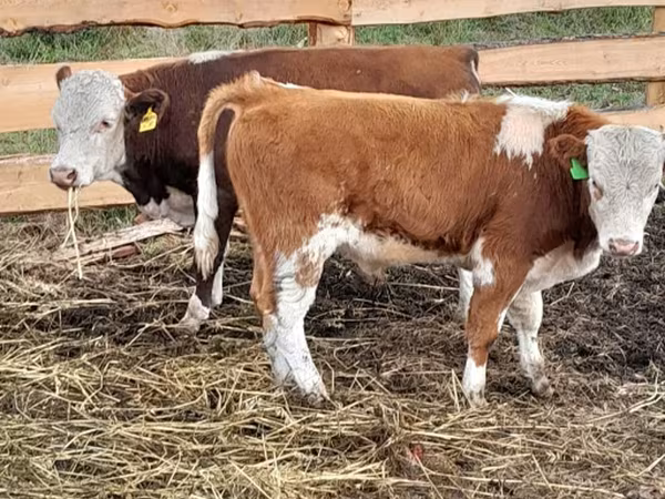 Aberdeen Angus