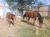 فرس, Thoroughbred horse — الصورة 8