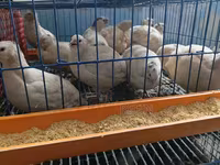 किंग बटेर — फ़ोटो 4