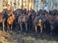 Carnero, Hissar sheep — foto 1