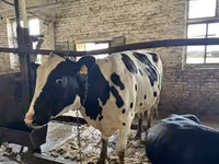 Vaca, Raza Kalmyk — foto 4