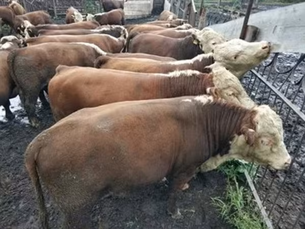 Kazakh White-headed cow
